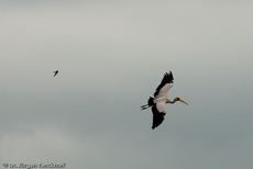 Nimmersatt (12 von 22).jpg